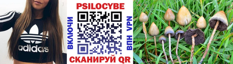 shop какой сайт  Кириши  Галлюциногенные грибы Cubensis 